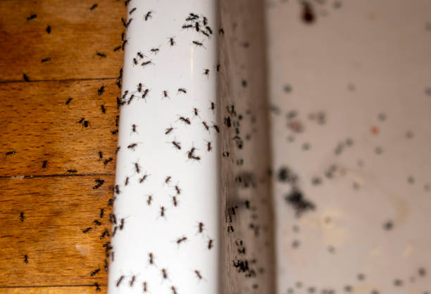 Best Ant Control Services  in Union City, MI