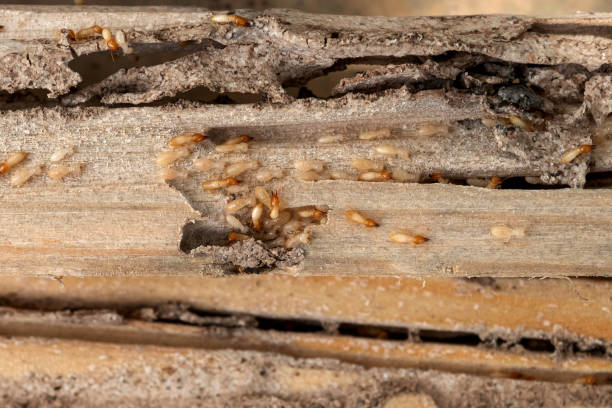 Best Pest Control for Homes  in Union City, MI
